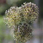 HR 2018-08-06 Allium