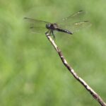 HR 2018-08-06 Dragon Fly 1
