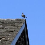 HR 2018-08-06 Mocking Bird on Stone House Roof