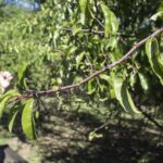 HR 2018-09-30 Trees in the Forest Walkabout 01 Chickasae Plums Chris 02
