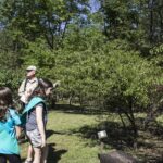 HR 2018-09-30 Trees in the Forest Walkabout 01 Chickasae Plums Chris