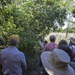 HR 2018-09-30 Trees in the Forest Walkabout 05 American Beautyberry 01