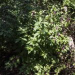 HR 2018-09-30 Trees in the Forest Walkabout 05 American Beautyberry 04