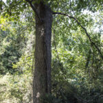 HR 2018-09-30 Trees in the Forest Walkabout 07 American Sweet Gum Tree 01