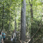 HR 2018-09-30 Trees in the Forest Walkabout 09 Tupelo 01