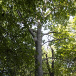 HR 2018-09-30 Trees in the Forest Walkabout 09 Tupelo 02