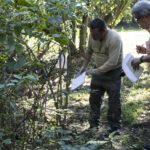 HR 2018-09-30 Trees in the Forest Walkabout 11 Devils Walking Stick 01