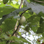 HR 2018-09-30 Trees in the Forest Walkabout 13 Paw Paw Near Old House Cove 02 PawPaw on Tree