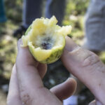 HR 2018-09-30 Trees in the Forest Walkabout 13 Paw Paw Near Old Well 03 PawPaw flesh