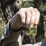 HR 2018-09-30 Trees in the Forest Walkabout 14 Virginia Pine Neddle 02