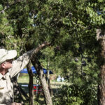 HR 2018-09-30 Trees in the Forest Walkabout 14 Virginia Pine Pine Cone 02