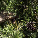 HR 2018-09-30 Trees in the Forest Walkabout 14 Virginia Pine Pine Cone 03