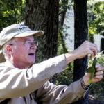 HR 2018-09-30 Trees in the Forest Walkabout 15 Red Maple 01