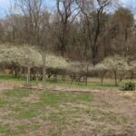 HR 2019-04-07 Chickasaw Plums 01