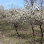 HR 2019-04-07 Chickasaw Plums 02