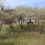 HR 2019-04-07 Chickasaw Plums 03