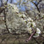 HR 2019-04-07 Chickasaw Plums 08