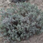HR 2019-04-07 Lavender 04