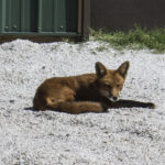 HR 2020-08-30 Red Fox 01