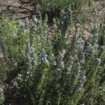 HR 2020-09-05 Blue Blooms Kitchen Garden