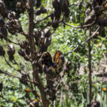 HR 2020-09-05 Lower Garden Empty Seed Pods