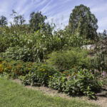 HR 2020-09-05 Lower Garden Zinnias 2