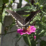 HR 2020-09-05 Merigold Blooms & Butterfly Kitchen Garden 2j