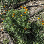 HR 2020-09-05 Merigolds Blooms Kitchen Garden