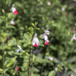HR 2020-09-05 Red and White Blooms Kitchen Garden