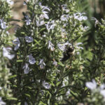 HR 2020-09-05 White Blooms & Bee Kitchen Garden