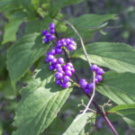 HR 2020-09-07 Am Beautyberry 1