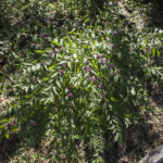 HR 2020-09-07 Am Beautyberry 2