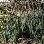 HR 2021-03-7 Spring Display 03