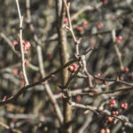 HR 2021-03-7 Spring Display 05