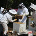 HR Bee Keepers (1)