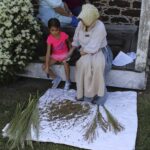 HR Harvesting Broom Corn 2 Amelia Ditch