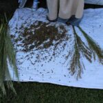 HR Harvesting Broom Corn 3 Amelia Ditch