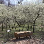 HR New Bench by Chickasaw Plums