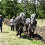 HR SD-M Horses 2014-05-18