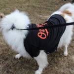 HR20231029PetParade106PreParadeAvaOrioles