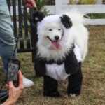 HR20231029PetParade109PreParade