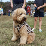 HR20231029PetParade111PreParade