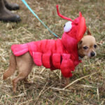 HR20231029PetParade115PreParade