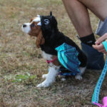 HR20231029PetParade128PreParadeAddie