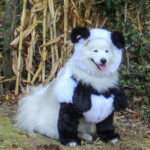 HR20231029PetParade206PreParadeHopePanda1