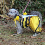 HR20231029PetParade208PreParadeAltheaBumbleBee2