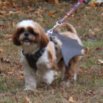 HR20231029PetParade214PreParadeLouieBat