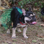 HR20231029PetParade215PreParadeTokeoWitch3