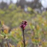 IMG_1801