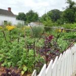 Kitchen Garden
